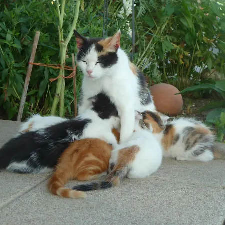 Bauernhofferien Oberdürnberg * Seekirchen am Wallersee